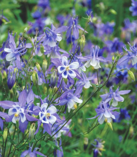 Aquilegia caerulea 'Blue Star'